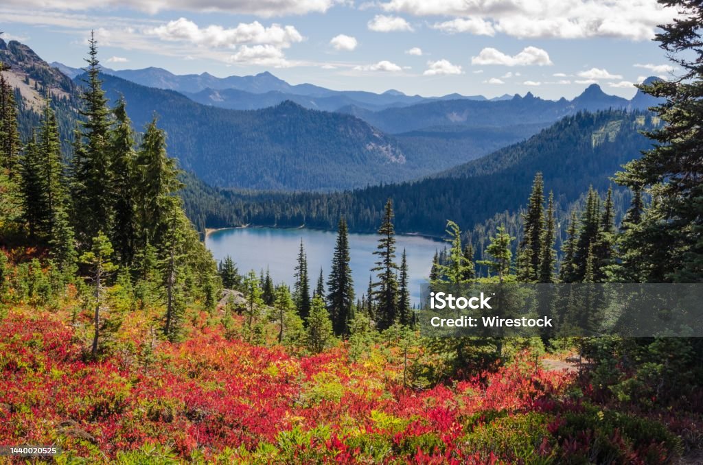 Beautiful shot of red flowers near green trees with forested mountains in the distance A beautiful shot of red flowers near green trees with forested mountains in the distance at Rainier National Park Seattle Stock Photo