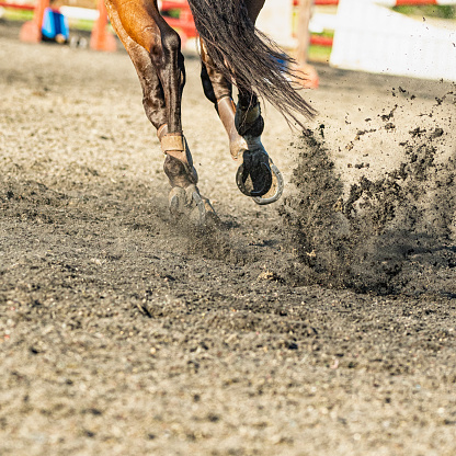 A low angle close-up view from behind of a horse’s hooves as it kicks up the synthetic footing while galloping between show jumping fences. The horse is wearing protective boots on its legs.