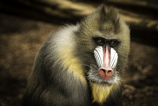 A closeup shot of a lonely mandrill on a blurred background