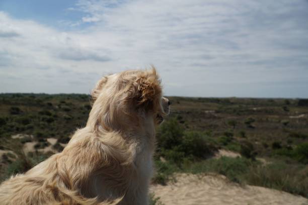 istock A dog looks into the wide landscape 1440021252