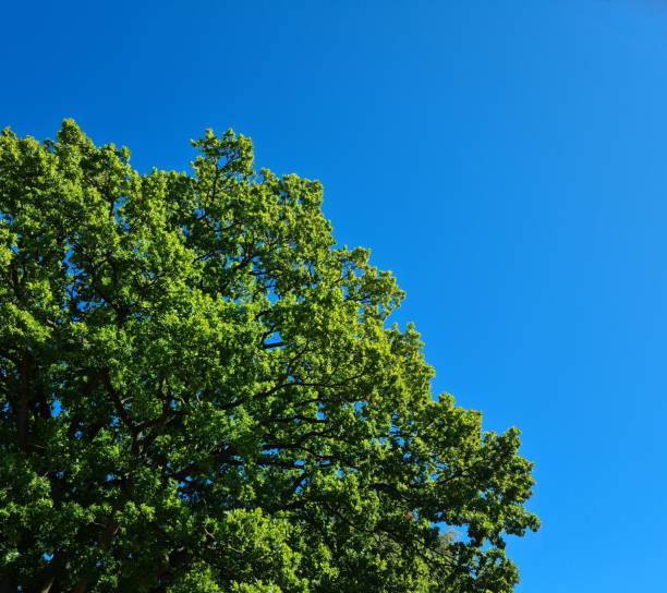 top of a big oak tree in blue sky corner left