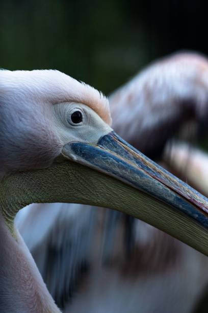 istock wild bird in nature photographed close up. 1440021314