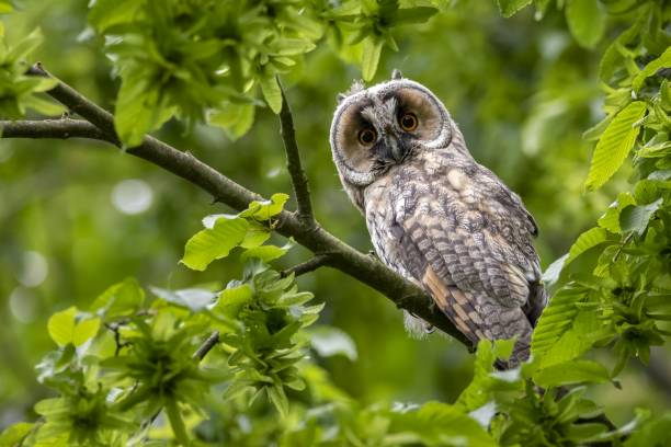 森の中の緑の葉を持つ木の枝にとまるかわいい驚きの西洋のスクリーチフクロウ - animal day owl one animal ストックフォトと画像