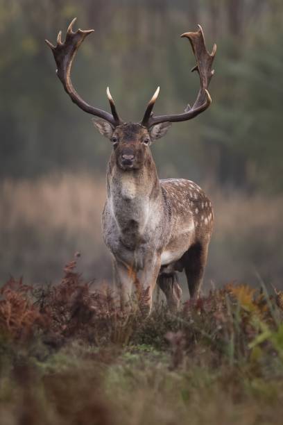 istock Vertical shot of a cute deer with long antlers on a blurred background 1440021930