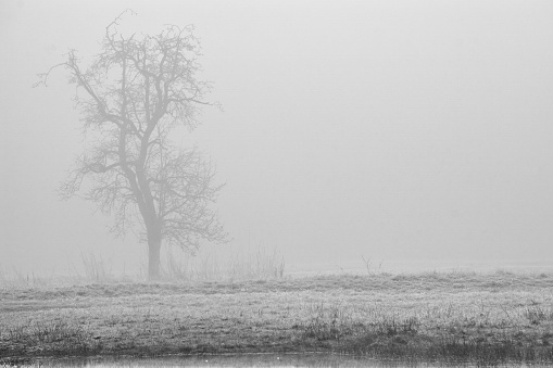 Sole tree in a moody, black and white landscape in The Netherlands