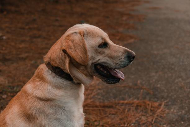 istock Profile of a labrador retriever dog. 1440022362