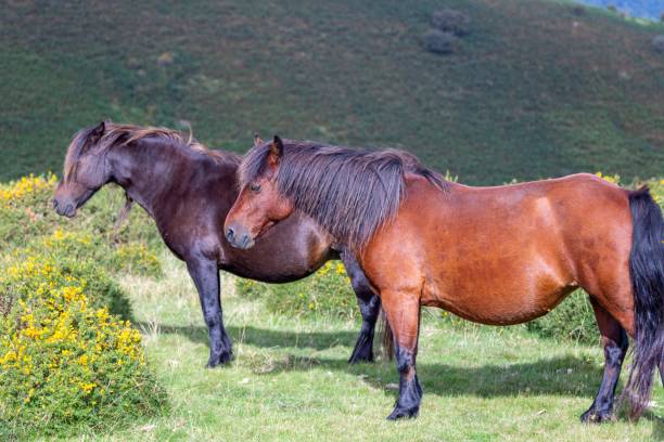 istock Brown horses grazing in the mountains 1440022396