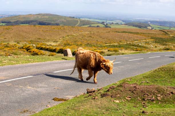 istock Brow bull crossing a road in the mountains 1440022422