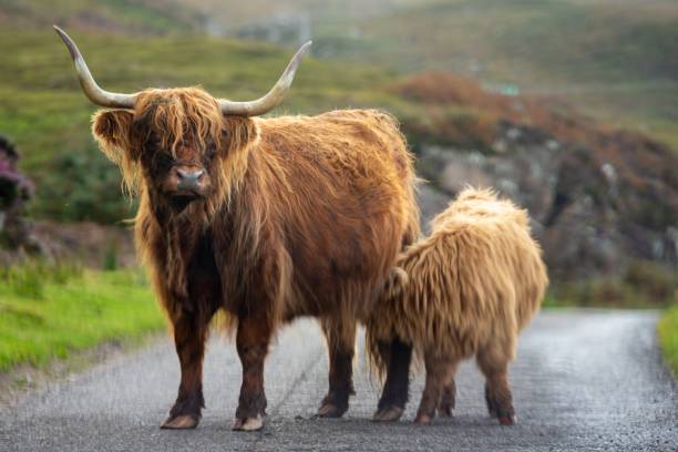 istock Hairy bull with a baby walking on a mountainous road 1440022453