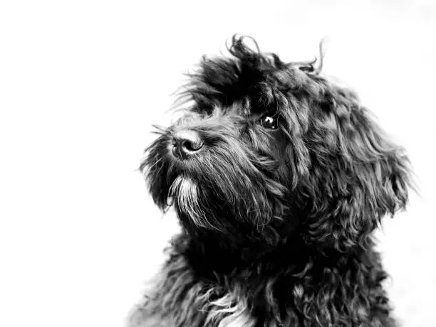 A closeup shot of a cute black Schnoodle type of dog with a white background