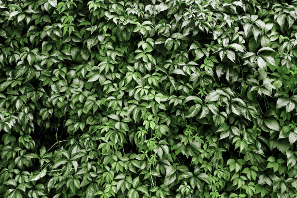 istock Climber plant background. Creeper plant texture. Gedge bush pattern. Natural summer wall. 1440022709