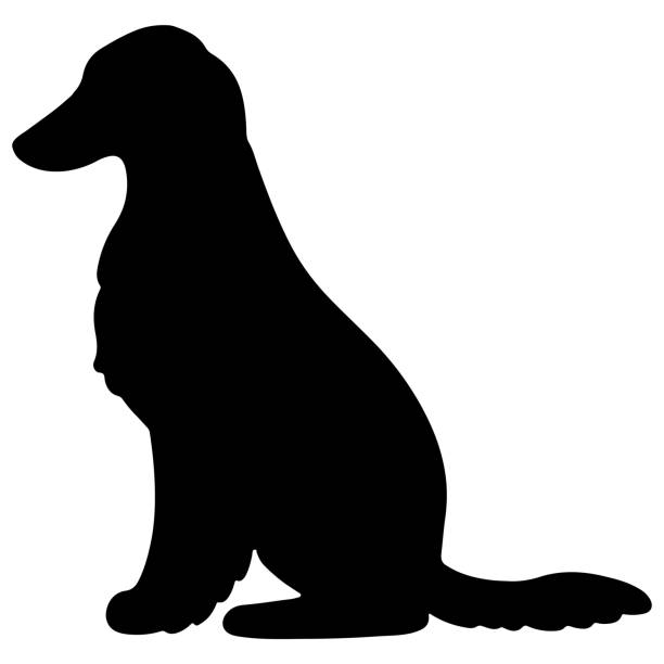 простой и очаровательный силуэт афганской борзой, сидящий в боковом виде - show dog stock illustrations
