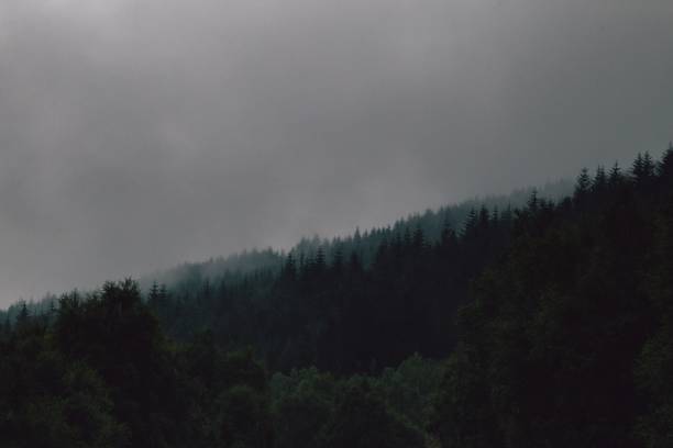 istock Wide shot of a spruce forest under a gray sky 1440022908