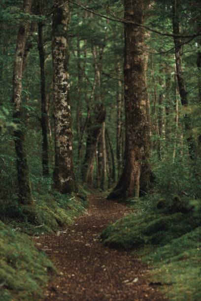 istock Vertical shot of a beautiful forest with a brown pathway in the middle 1440023009