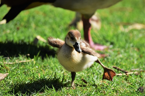 A close shot of a cute baby duckling standing in a grassy field with a blurred background