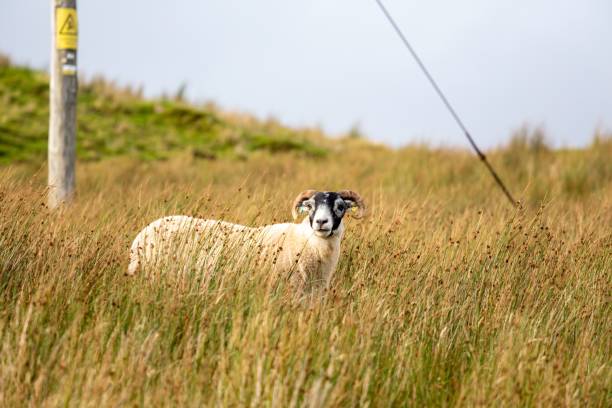 Boreray sheep in a tall yellow grass field A boreray sheep in a tall yellow grass field boreray and stac lee stock pictures, royalty-free photos & images