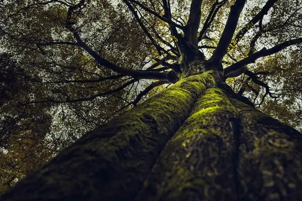 Photo of Beautiful upshot of a tall thick old tree growing in a forest