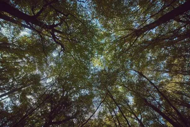 Photo of Beautiful upshot of tall thick trees in a forest with blue sky in the background