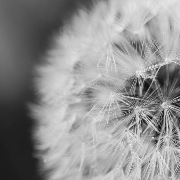 istock Greyscale closeup shot of a dandelion with a blurred background 1440024129