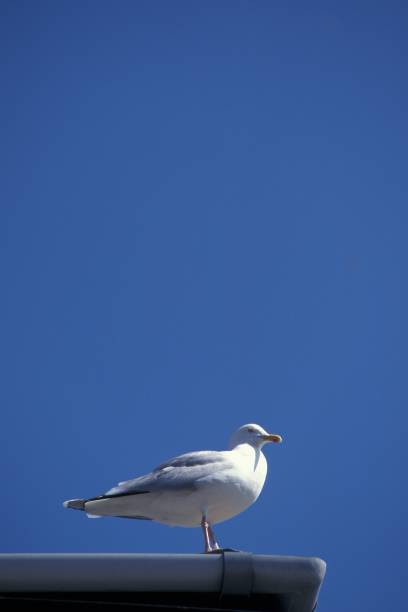 istock Vertical shot of a laughing gull on a rooftop with clear blue sky in the background in devon, UK 1440024432