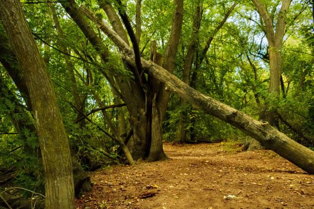 istock Wide shot of green trees and a fallen tree in a forest 1440024562