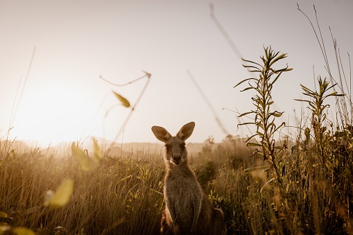 A beautiful shot of a kangaroo looking at the camera while standing in a dry grassy field with blurred background