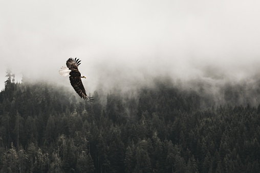A beautiful shot of a bald eagle flying above the forest with fog