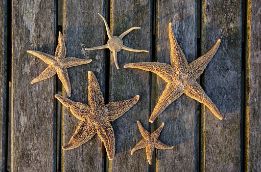 A closeup top view of several star fi lying on wooden planks