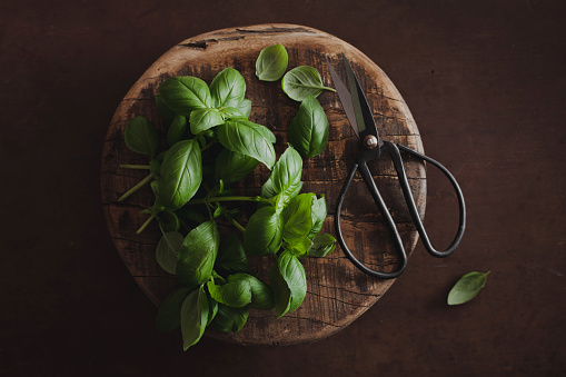 The hand holds a bunch of green basil
