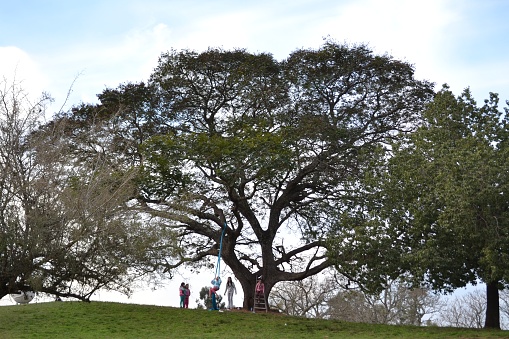 A wide shot of people swinging from a branch of the tree of life
