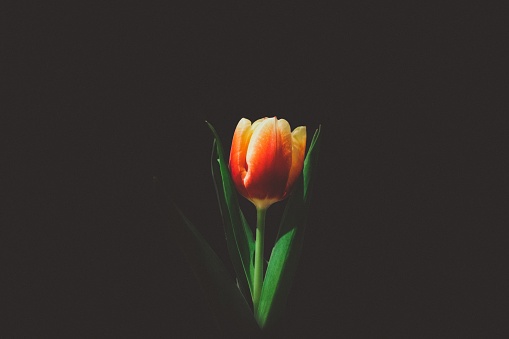 A beautiful shot of an orange tulip on a black background