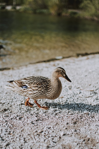A vertical shot of a duckling walking on the sand near a river