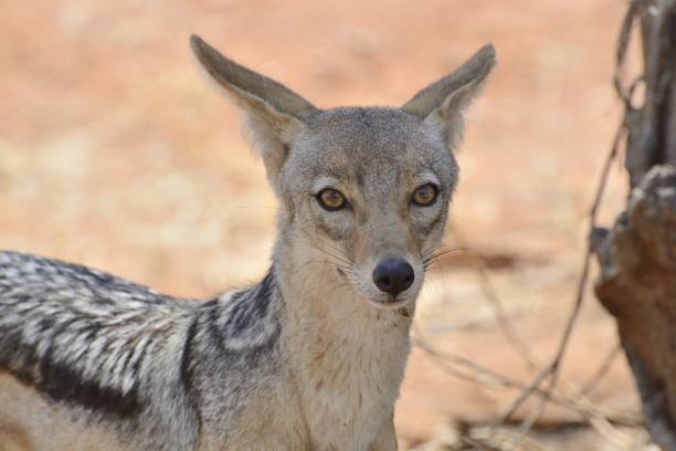 istock Closeup of a jackal looking toward the camera with blurred background 1440026470
