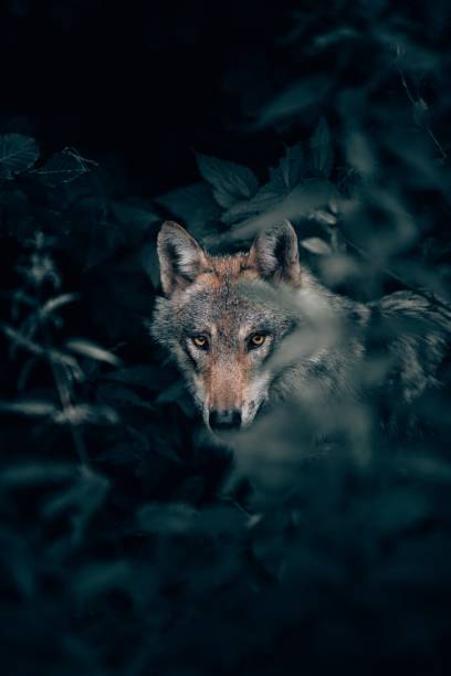 istock Vertical closeup selective focus shot of a wild beautiful grey wolf in a forest looking at camera 1440026580