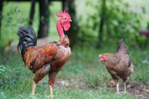 Closeup of a chicken standing in a grassy field with burred background in theDominican Republic A closeup of a red neck chicken standing in a grassy field near another chicken with a burred natural background in the rural Dominican Republic burred stock pictures, royalty-free photos & images