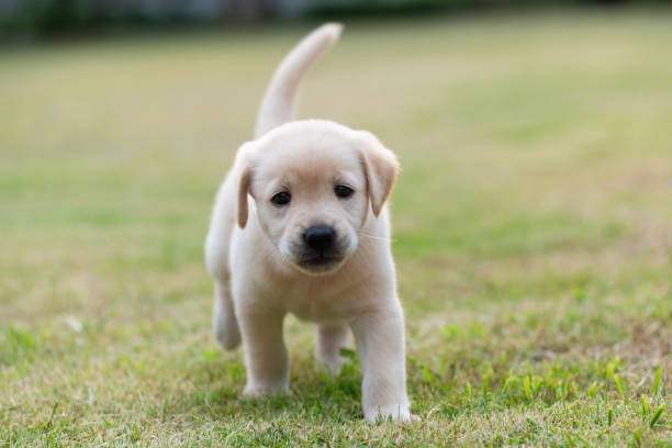 istock Puppy dog walking while scent on playground green yard 1440027671