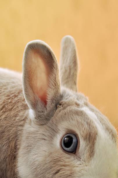 A vertical closeup shot of a rabbit eye with blurred orange background