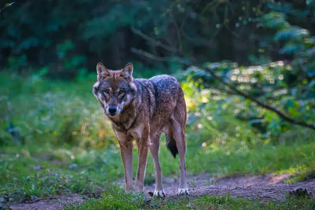 The wolf ran through the forest and came to the clearing. He saw me and I took some photos. He didn't care and he trotted away again. The whole thing took place in a wildlife park in the Schorfheide northeast of Berlin.