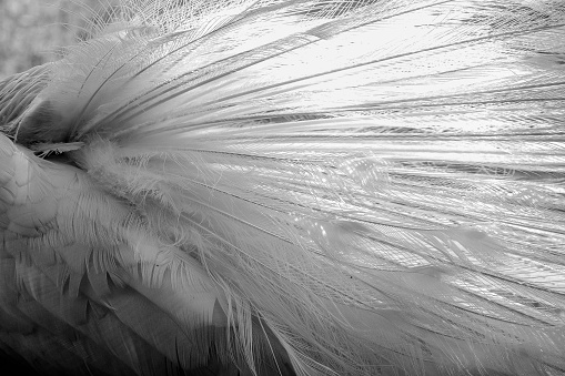 A grayscale closeup shot of bird feathers