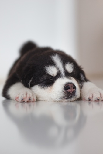 A vertical shot of a cute sleepy Siberian Husky puppy laying on the floor