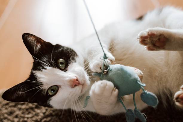 zbliżenie uchwyciło puszystego czarno-białego kota bawiącego się niebieską myszką z dzianiny - white domestic cat kitten young animal zdjęcia i obrazy z banku zdjęć