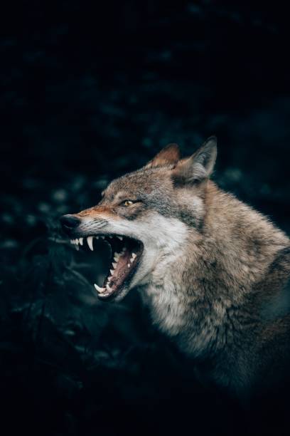 primer plano vertical de un lobo salvaje gruñendo o rugiendo en el bosque de teutoburgo, alemania - gruñir fotografías e imágenes de stock