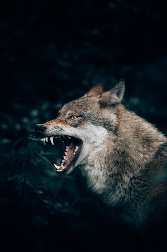 A vertical closeup shot of a wild wolf growling or roaring in Teutoburg Forest, Germany