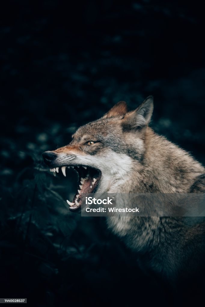 Vertical closeup shot of a wild wolf growling or roaring in Teutoburg Forest, Germany A vertical closeup shot of a wild wolf growling or roaring in Teutoburg Forest, Germany Wolf Stock Photo