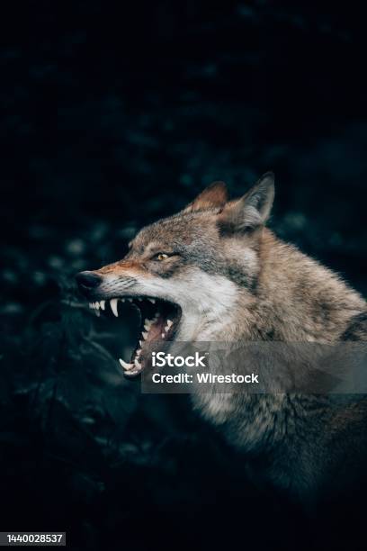 Vertical Closeup Shot Of A Wild Wolf Growling Or Roaring In Teutoburg Forest Germany Stock Photo - Download Image Now