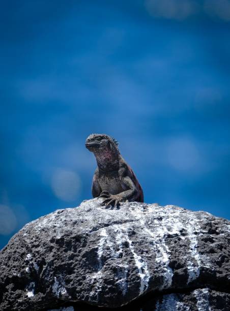 Vertical shot of marine iguana standing on a rock with a blurred background A vertical shot of marine iguana standing on a rock with a blurred background marine iguana stock pictures, royalty-free photos & images