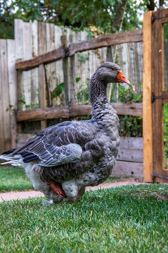 Toulouse domestic goose originating from the Toulouse region