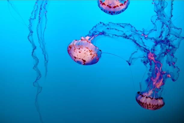 Beautiful jellyfish background or wallpaper