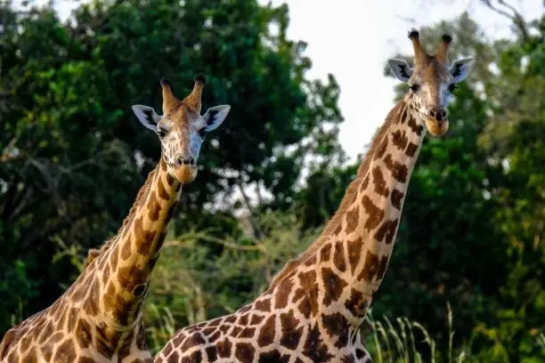 A closeup of a two giraffe near each other with blurred natural background