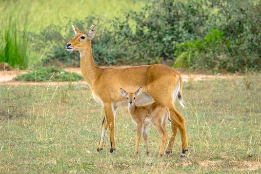 Closeup shot of a baby deer standing near its mother wit blurred natural background